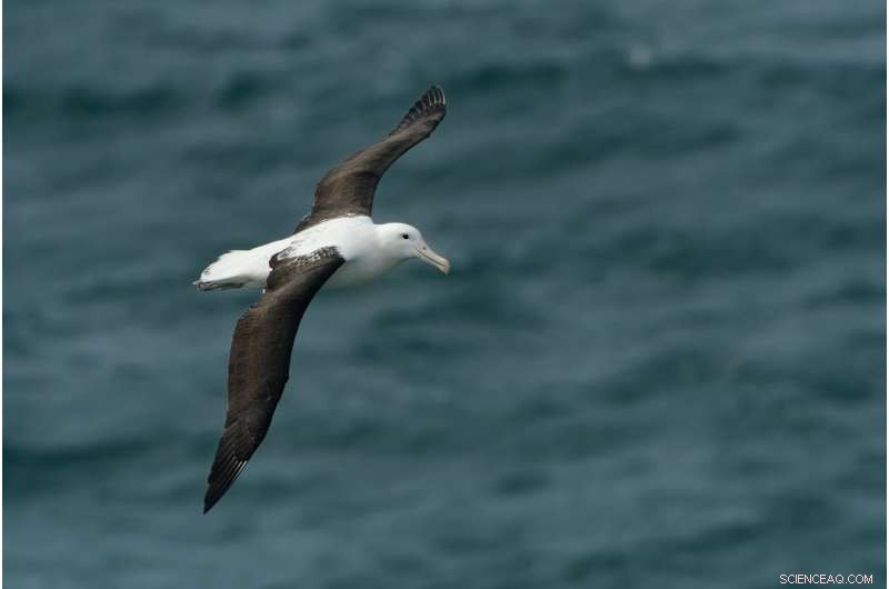 Plastic Pollution Threatens New Zealand Seabirds, Which Breed in Highest Numbers