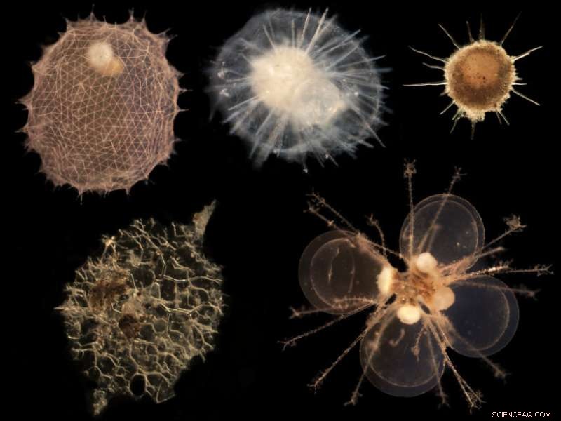 Tiny Ocean Microbes Could Drive Global Carbon Cycle, New Research Shows