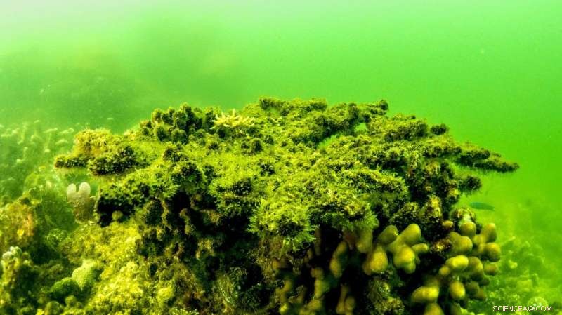 Great Barrier Reef’s Recovery Slows, Yet Optimistic Outlook Persists