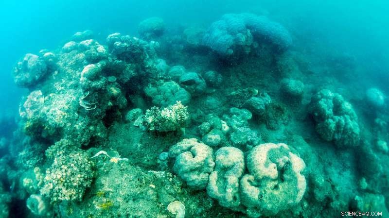 Great Barrier Reef’s Recovery Slows, Yet Optimistic Outlook Persists