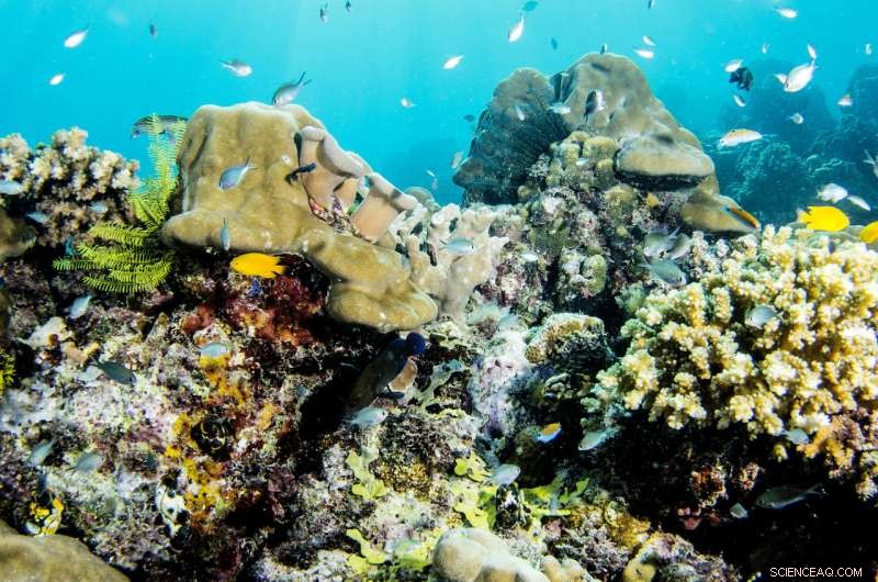 Great Barrier Reef’s Recovery Slows, Yet Optimistic Outlook Persists