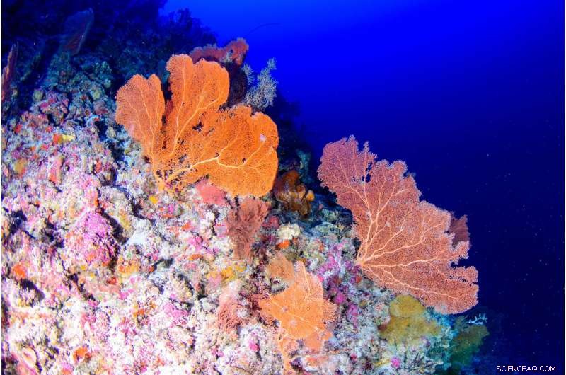 Researchers Reveal Shallow Reefs Cannot Rely on Twilight Zone Systems for Recovery