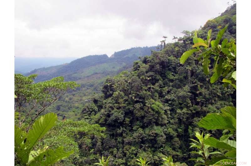Colombia s Peace Deal Sparks Deforestation Threat to Rainforest
