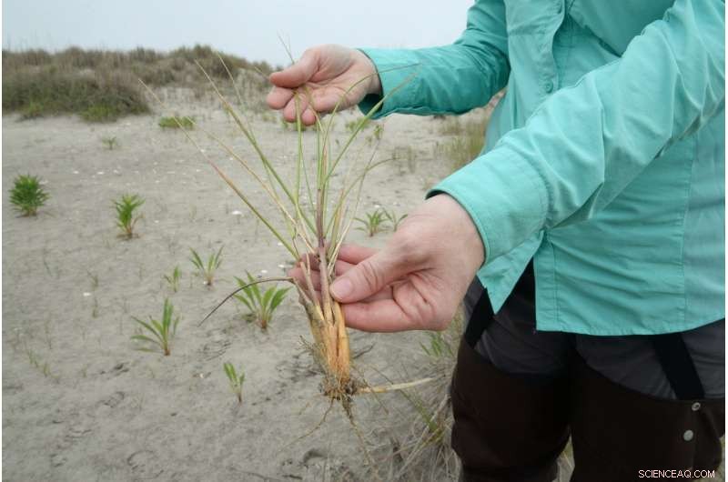 Evaluating Climate Change Effects on Virginia’s Barrier Islands and Coastal Communities