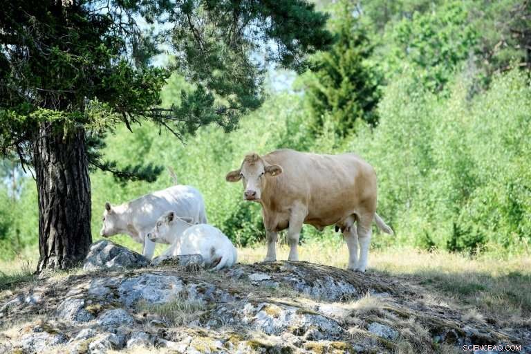Swedish Farmers Assess Financial Impact of Historic Drought