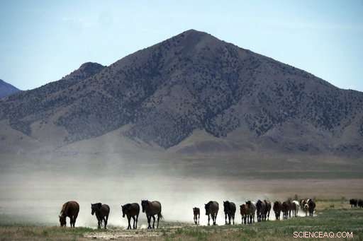 Drought Forces Emergency Measures to Safeguard Western Wild Horses