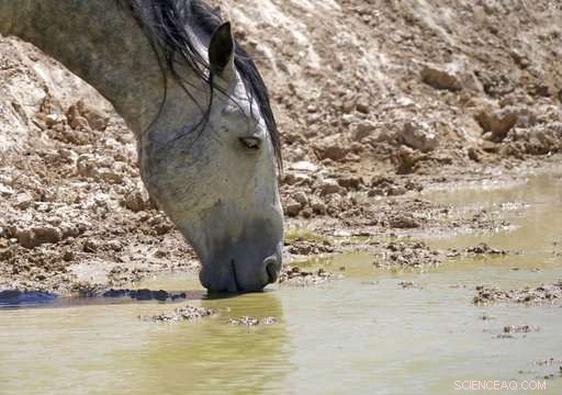 Drought Forces Emergency Measures to Safeguard Western Wild Horses