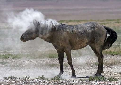 Drought Forces Emergency Measures to Safeguard Western Wild Horses