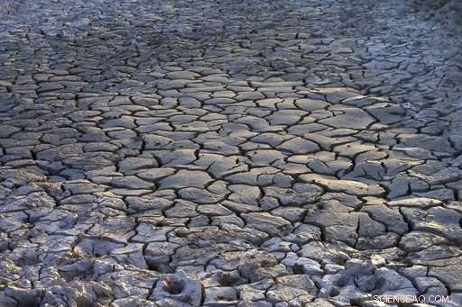 US West Wild Horses Face Drought: Emergency Roundups Initiated