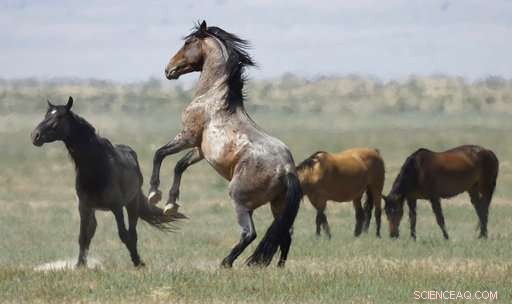 US West Wild Horses Face Drought: Emergency Roundups Initiated