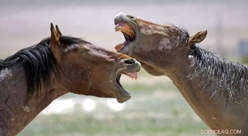 US West Wild Horses Face Drought: Emergency Roundups Initiated