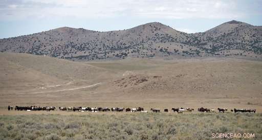 US West Wild Horses Face Drought: Emergency Roundups Initiated