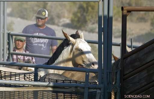 US West Wild Horses Face Drought: Emergency Roundups Initiated
