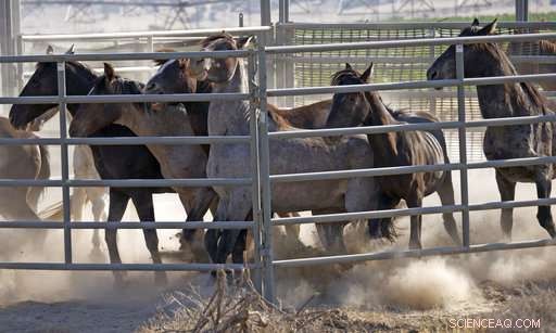 US West Wild Horses Face Drought: Emergency Roundups Initiated
