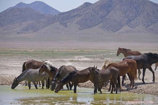 US West Wild Horses Face Drought: Emergency Roundups Initiated