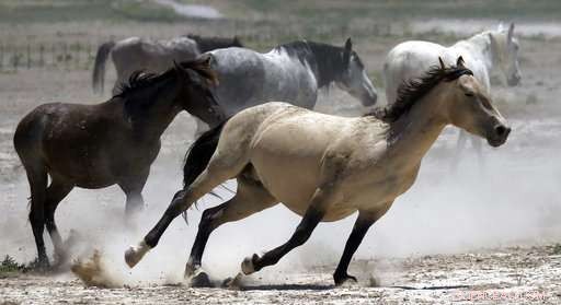 US West Wild Horses Face Drought: Emergency Roundups Initiated