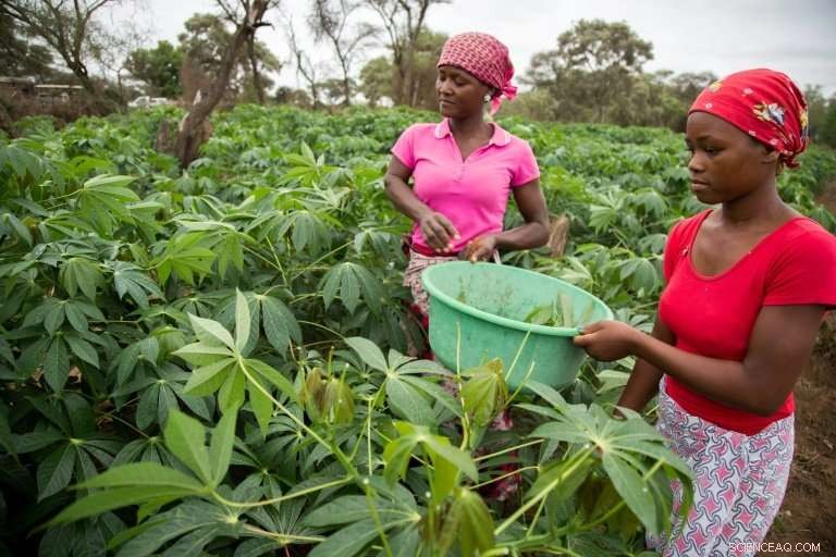 Mozambique Combines Efforts to Combat Climate Change and Forest Loss