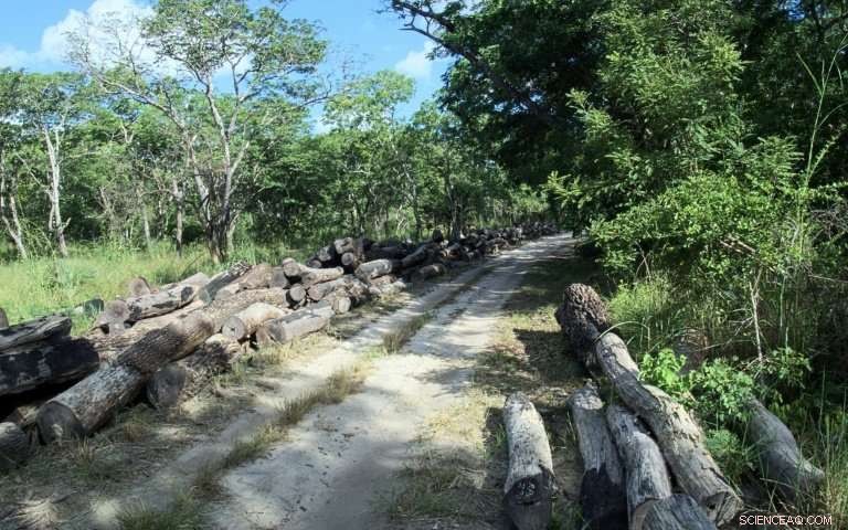 Mozambique Combines Efforts to Combat Climate Change and Forest Loss