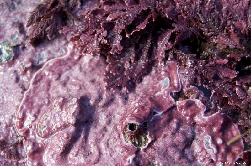 Algae Shifts: How Chemical Changes Could Reshape Marine Ecosystems