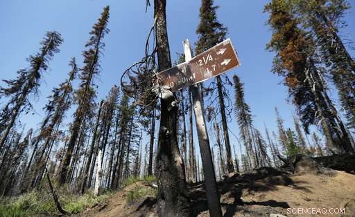 Historic Lookout Towers Remain Critical for Wildfire Monitoring in the Western United States
