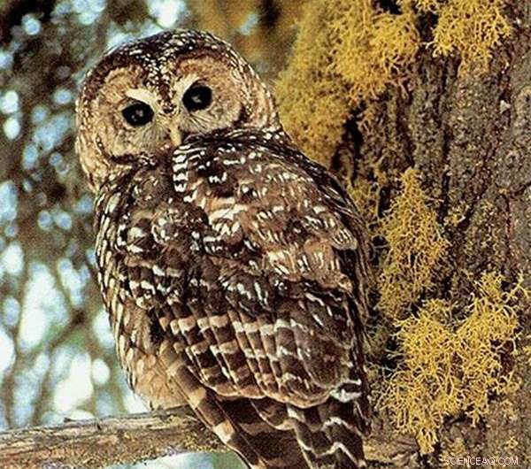 Reevaluating Wildfire Management: New Evidence Suggests Benefits for Spotted Owls