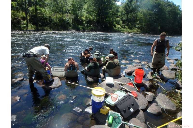 Coldwater Streams as Climate Refugia: Safeguarding Ecosystems Amid Global Warming