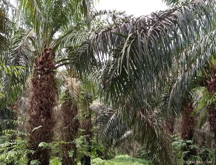 Space-Based Solutions Deliver Timely Crop Data for Colombian Farmers