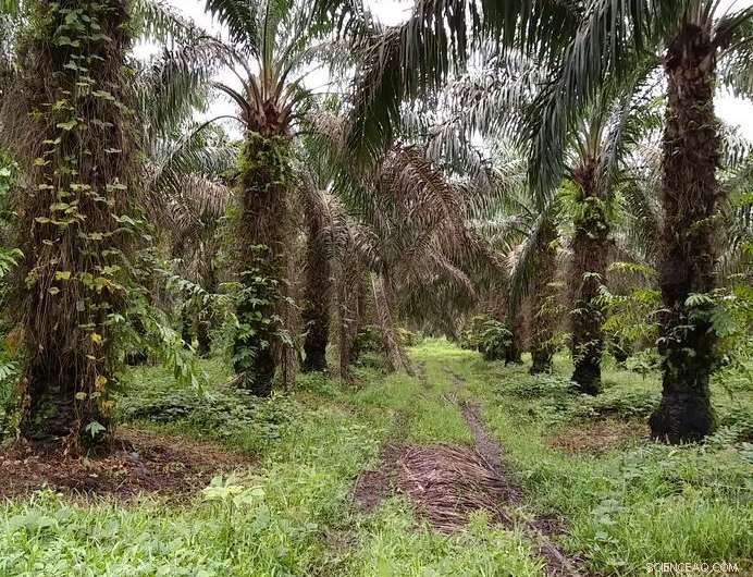 Space-Based Solutions Deliver Timely Crop Data for Colombian Farmers