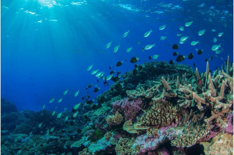 Great Barrier Reef Marine Heatwave Disrupts Coral Reef Fauna Populations