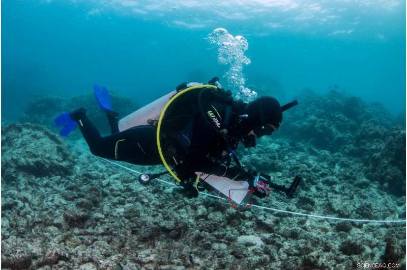 Great Barrier Reef Marine Heatwave Disrupts Coral Reef Fauna Populations