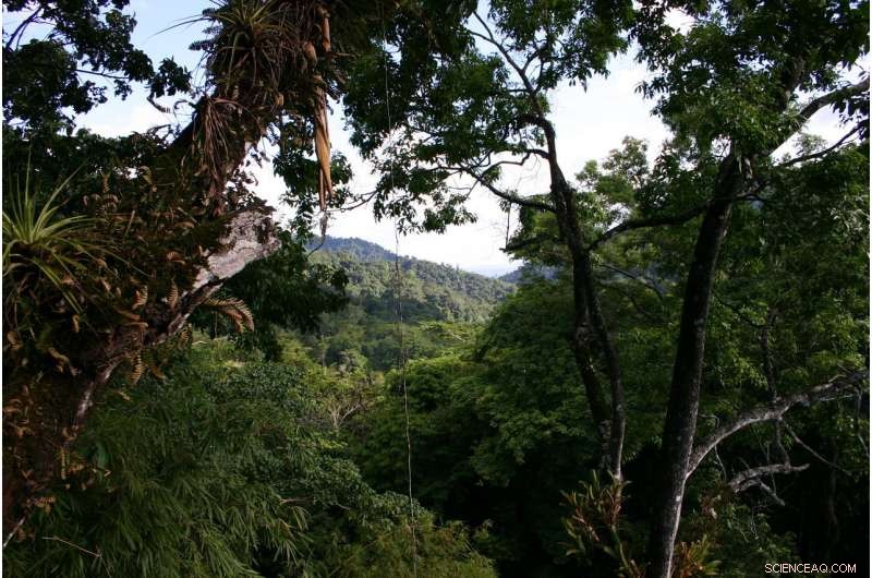 Tropical Forests Could Become Climate Change Threats, New Research Shows