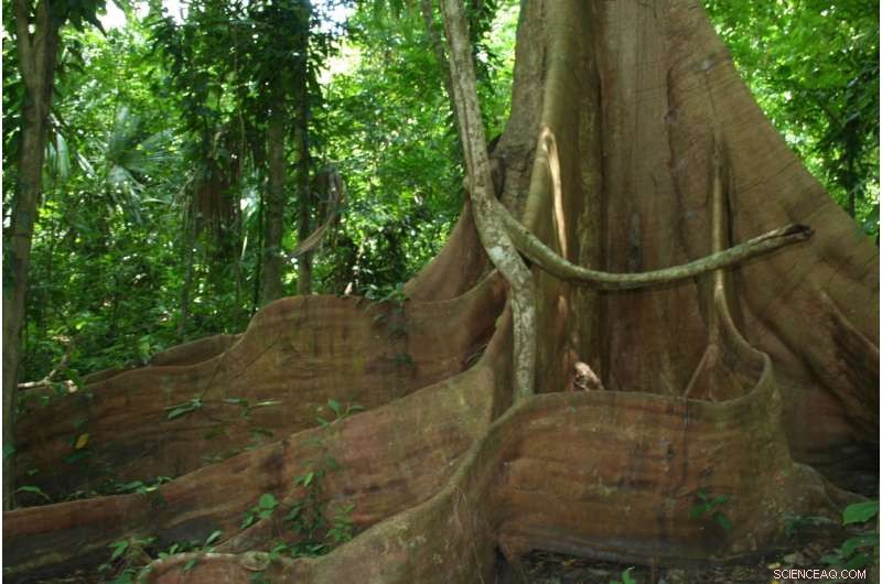 Tropical Forests Could Become Climate Change Threats, New Research Shows