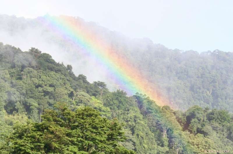 Tropical Forests Could Become Climate Change Threats, New Research Shows