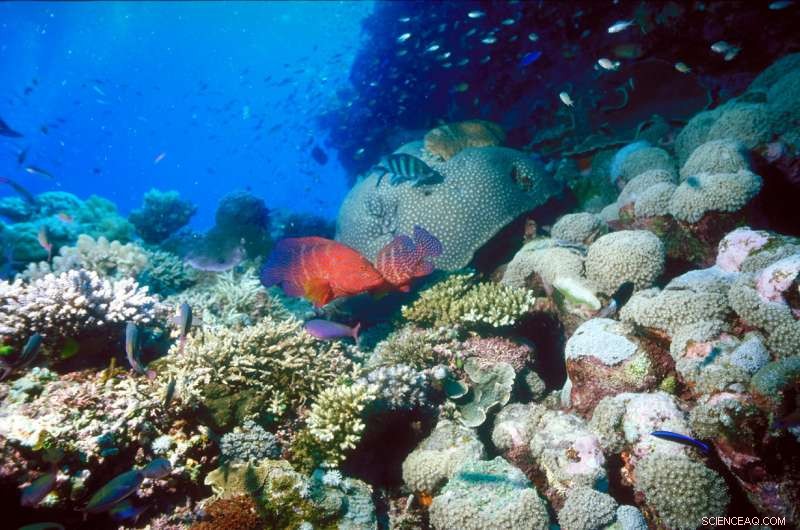 Great Barrier Reef Uncovers Rapid Ancient Glacier Shifts