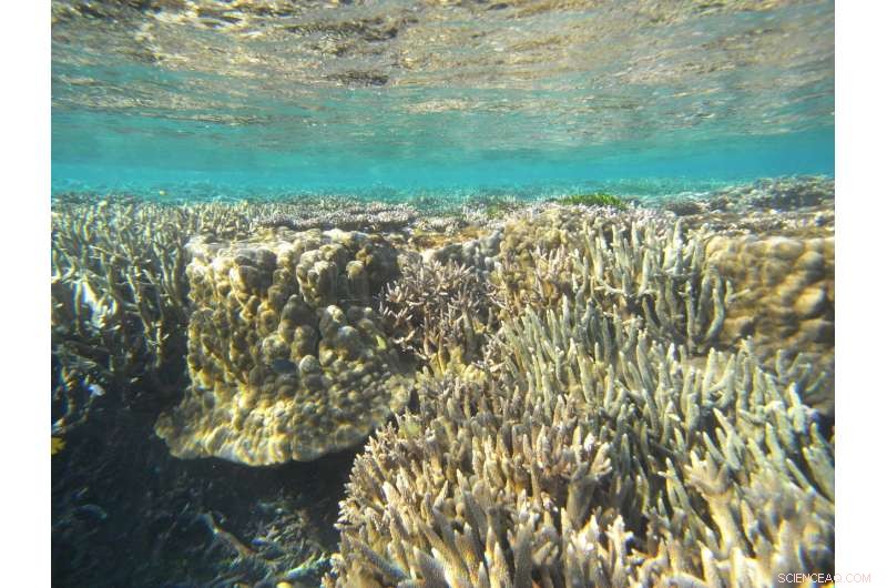 Great Barrier Reef Uncovers Rapid Ancient Glacier Shifts