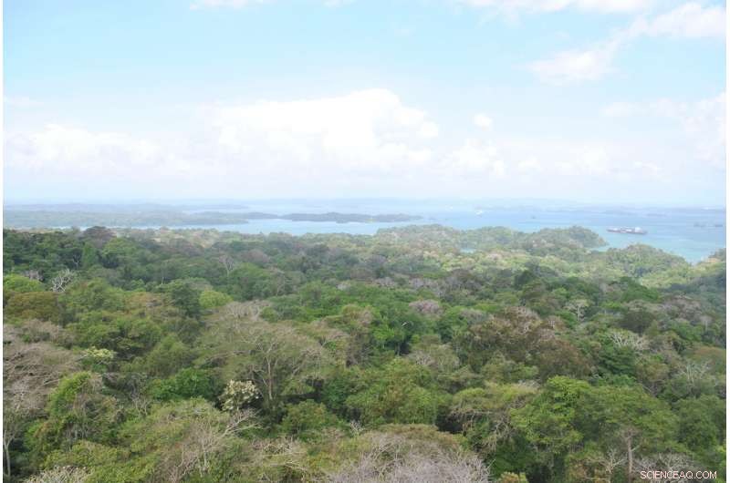 Rising Canopy Temperatures Threaten Sensitive Species in Tropical Forests