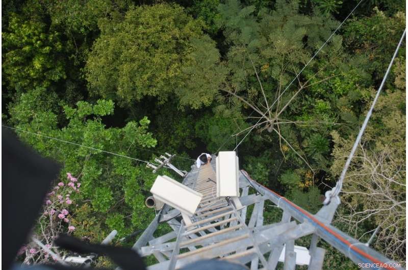 Rising Canopy Temperatures Threaten Sensitive Species in Tropical Forests