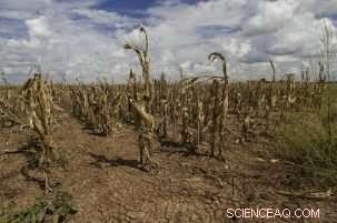 Climate Change and the Future of Global Food: What You Need to Know