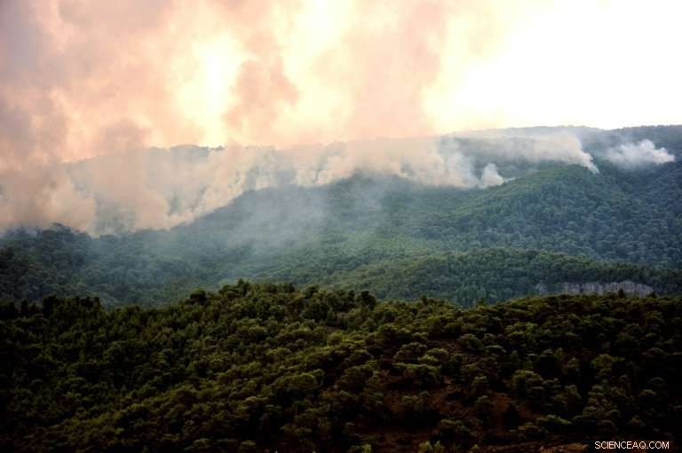 Heatwave Engulfs Northern Europe While Greece Faces Devastating Wildfires
