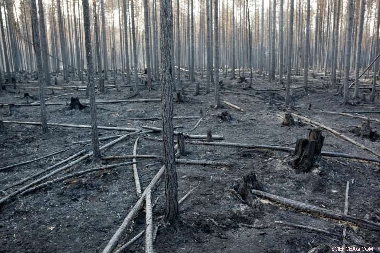 Heatwave Engulfs Northern Europe While Greece Faces Devastating Wildfires