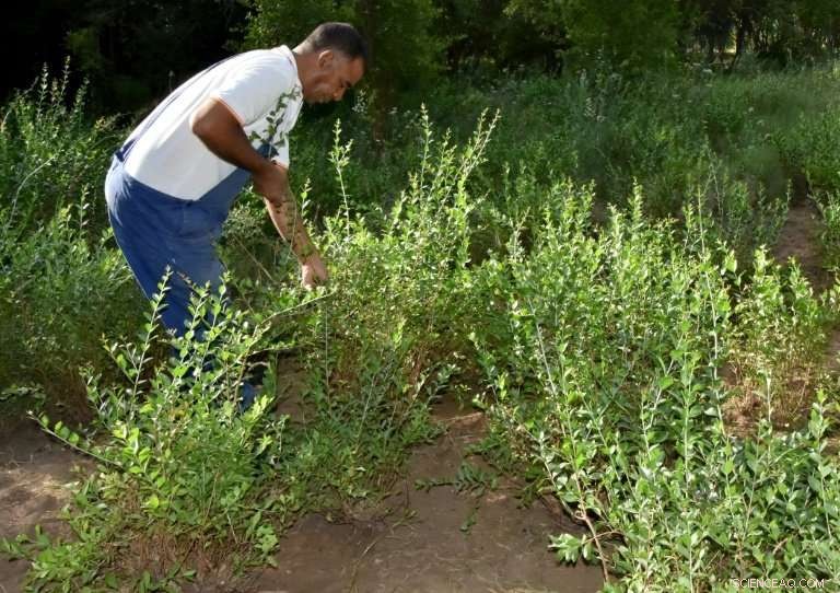 Henna Loses Its Allure: Tunisia s Red Gold in Decline