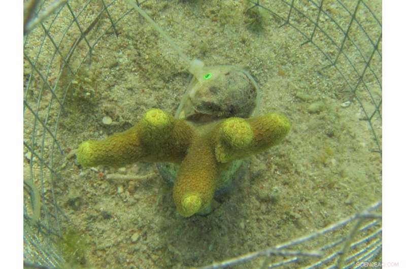 Underappreciated Coral Ticks Threaten Degraded Reefs