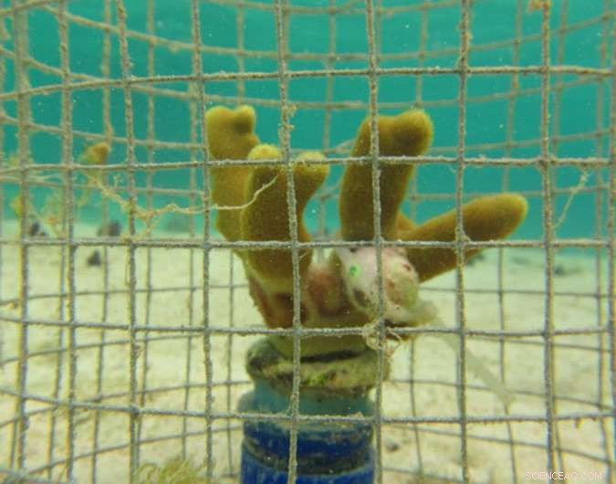 Underappreciated Coral Ticks Threaten Degraded Reefs