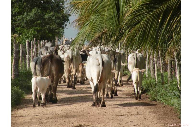 Halting Farmland Expansion is Key to Preserve Ground Carbon
