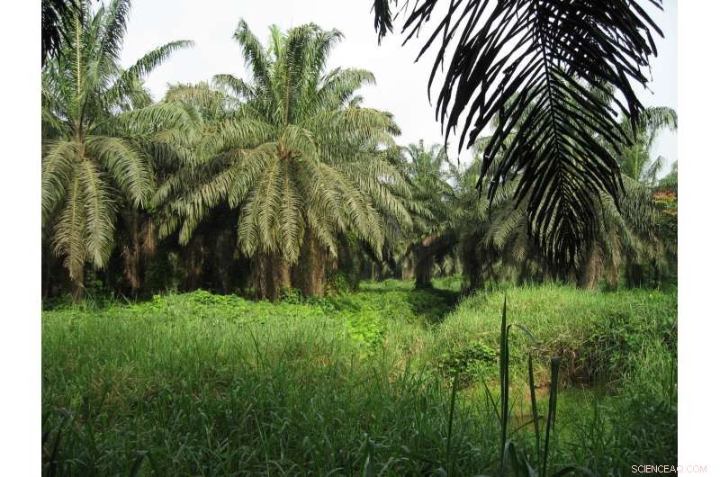 Halting Farmland Expansion is Key to Preserve Ground Carbon