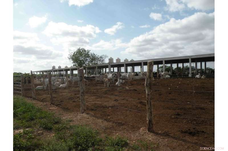 Halting Farmland Expansion is Key to Preserve Ground Carbon