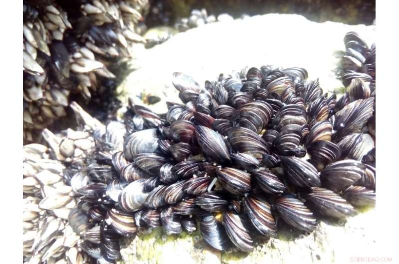New Study Reveals Genetic and Physiological Harm of Nanoplastics on Mussels
