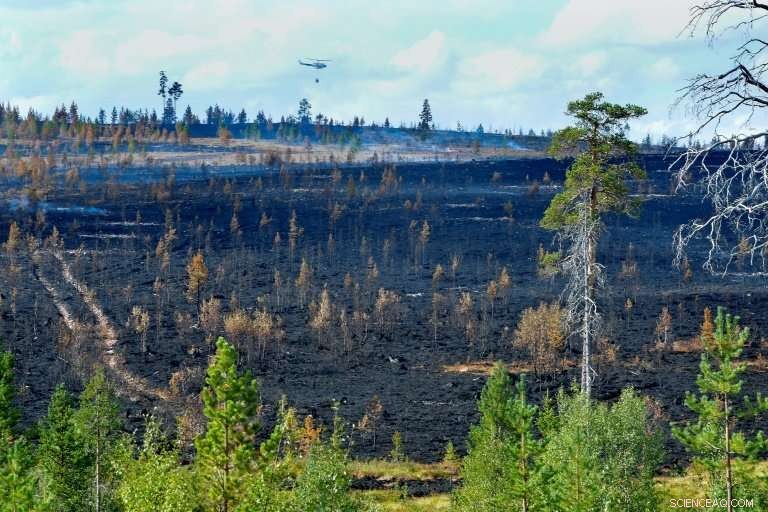 Wildfires Spark Biodiversity Concerns Over Sweden s Forest Industry
