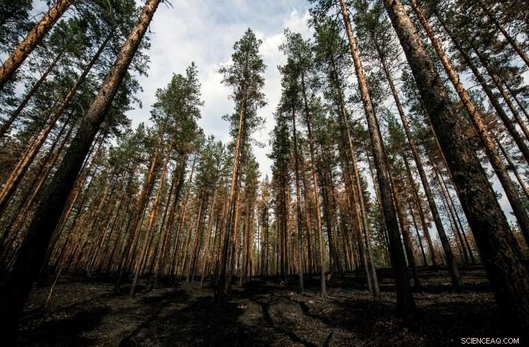 Wildfires Spark Biodiversity Concerns Over Sweden s Forest Industry