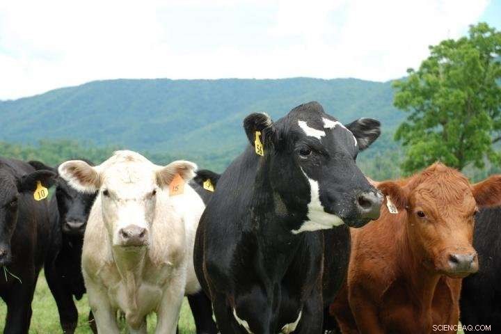 Japan Trade Agreement Essential for U.S. Beef Industry Growth